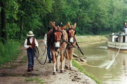 Mules pulling canal boat
