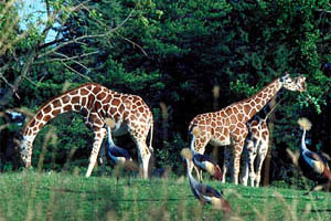 Zoo