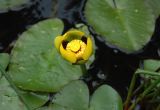 nuphar_lily_in_bloom