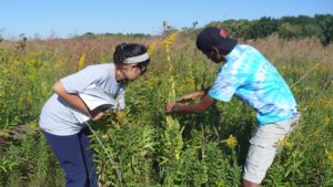 Photo of 2 students at the UW Biocore tallgrass restoration habitat