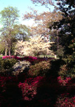 Photo of azalea garden, in full bloom