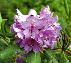 Photo of rhododendron flower