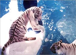 photo of 2 white tigers at the Hotel Mirage