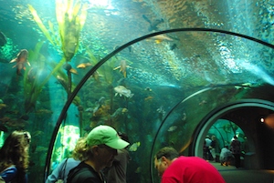 Photo of aquarium of Oregon Coast Aquarium; courtesy of commons.wikimedia.org/wiki/
File:Oregon_Coast_Aquarium_tube_1.JPG