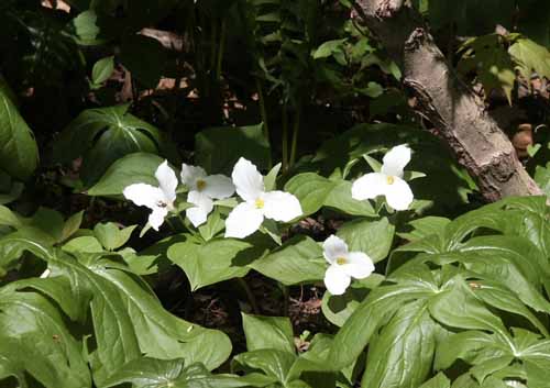 Photo of 5 trillium flowers/plants