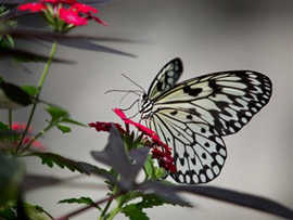 Photo of a clearwing butterfly at the Calgary Zoo