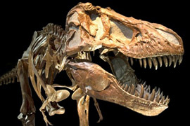 Fossil dinosaur from Royal Tyrrell Museum