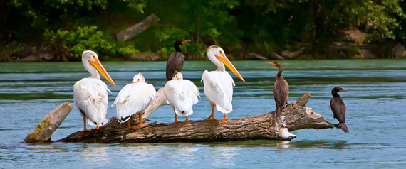 photo of birds, courtesy of the City of Calgary, Parks, ABLE 2013