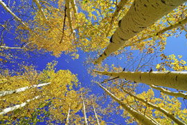 photo looking up at trees at Sandy Cross Conservation Area, Calgary, ABLE 2013