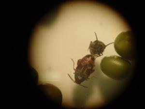 Bean Beetles - l10