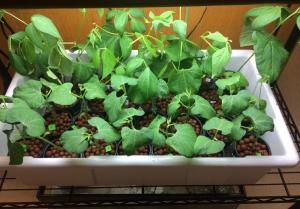 Laboratory aquaponics plants