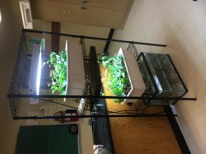 Laboratory aquaponics setup