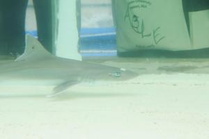 Shark olfaction2