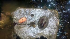 Chiton- Scaled andSm