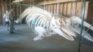 Skeletons of Orca and Gray whales 2Sm