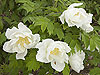 UD Botanic Gardens