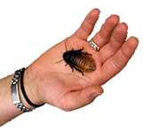 cockroach