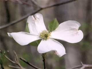 dogwood